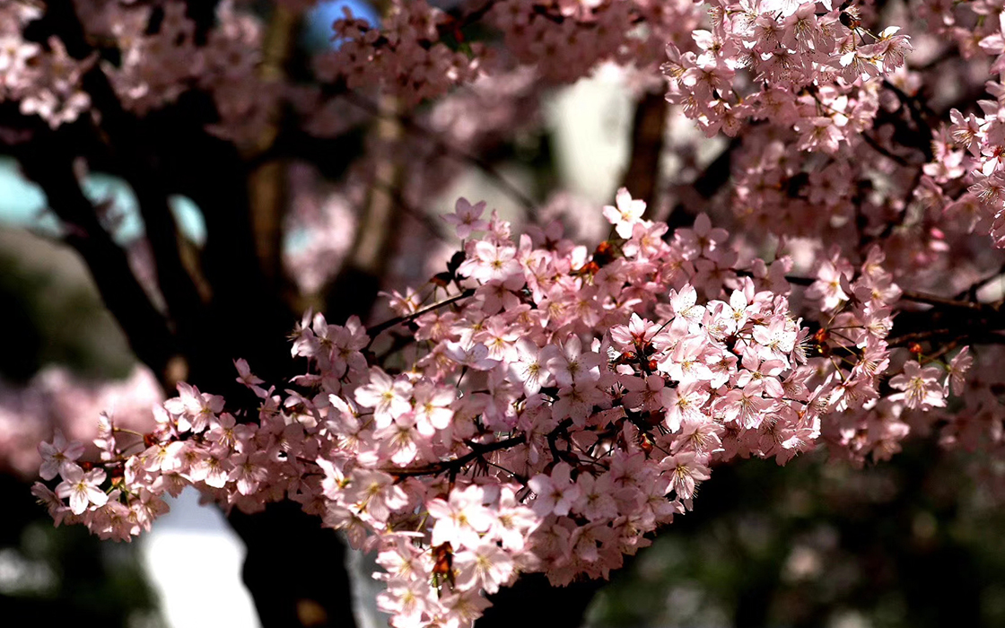 ag������Ϸ��(�й�)���Ź���