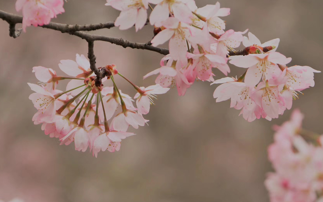 ag������Ϸ��(�й�)���Ź���