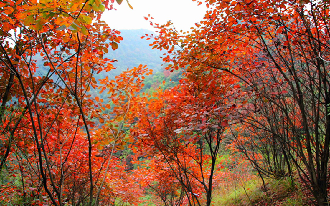 ag������Ϸ��(�й�)���Ź���